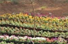 Flower exhibition at Shivalli January 29 - 31